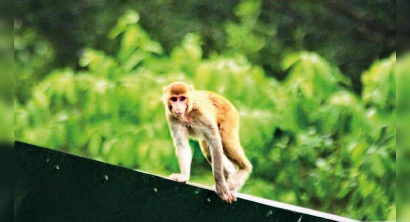 Antique wild Rhesus train inside the zoo adds to the attraction