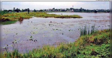 The southern edge of otory lake is taken over by wild residents