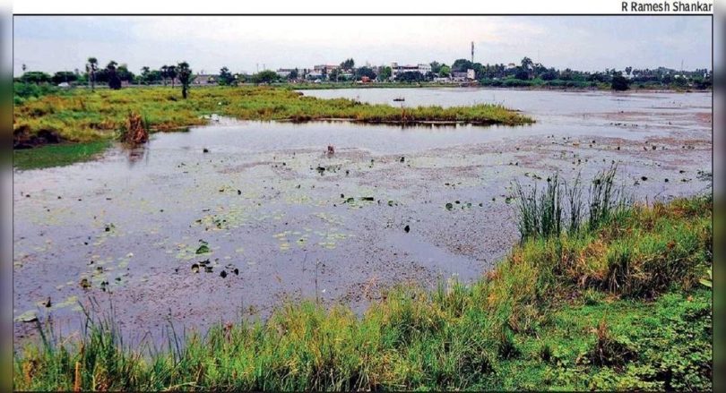 The southern edge of otory lake is taken over by wild residents