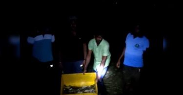 Boiled sea cucumber released at sea