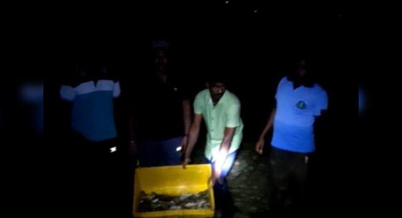 Boiled sea cucumber released at sea