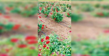 Trends Flip: GUJ Farmers Support 'Khushbu Gujarat Ki' Top Roses Kashmir