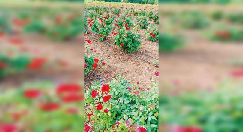 Trends Flip: GUJ Farmers Support 'Khushbu Gujarat Ki' Top Roses Kashmir