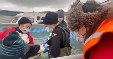 Baby Orca died at NZ after looking for a mother