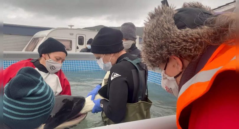 Baby Orca died at NZ after looking for a mother