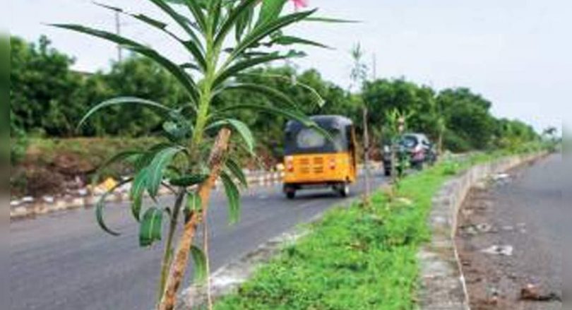 Velachery residents aim to plant 1l Sayus in a year