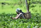 Small tea farmers push the price of minimum support