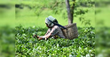 Small tea farmers push the price of minimum support