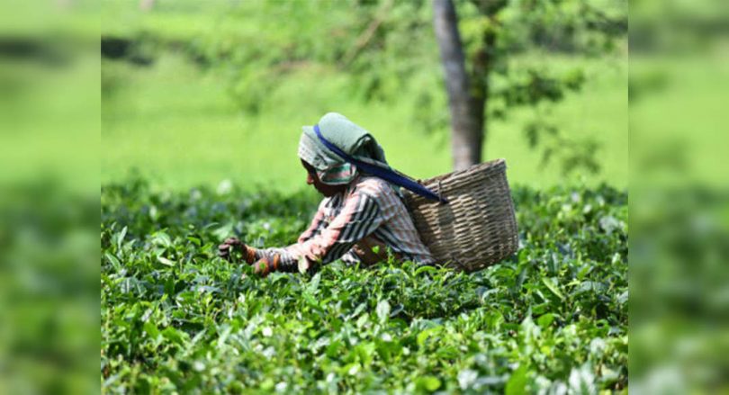 Small tea farmers push the price of minimum support
