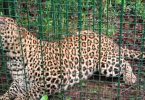 Karnataka: Trapped Leopard, Left in Wild