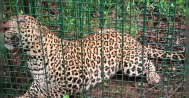 Karnataka: Trapped Leopard, Left in Wild
