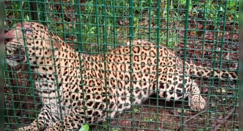 Karnataka: Trapped Leopard, Left in Wild