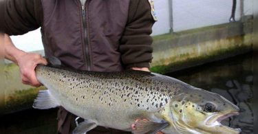 Group urges the country to protect the last wild Atlantic salmon in the US