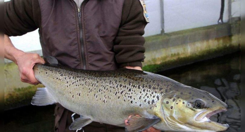 Group urges the country to protect the last wild Atlantic salmon in the US