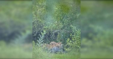 Trigger Tiger Fresh Trigger Panic in CSTPS