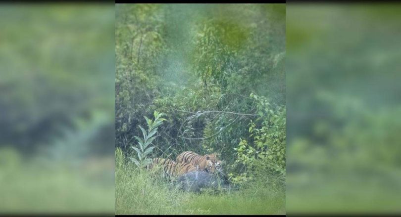 Trigger Tiger Fresh Trigger Panic in CSTPS