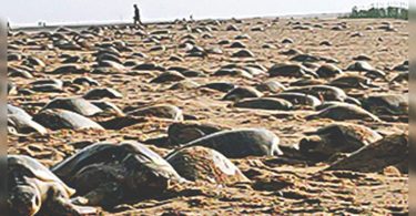 The threat of Septage Care plants for Ganjam Rookery