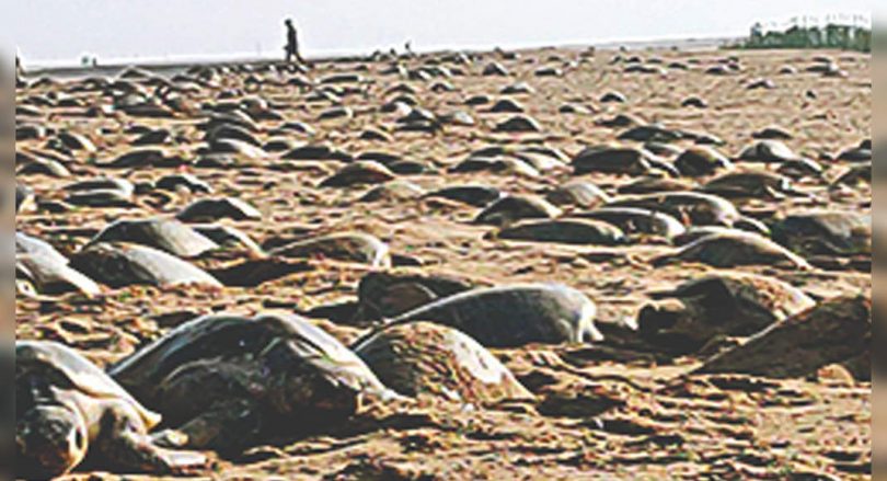 The threat of Septage Care plants for Ganjam Rookery