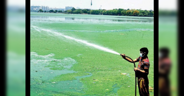 Mosquito Dengue breed in HYD, fear of weaving