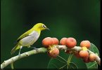 Shrinking forests has an impact on the spread of seeds by birds, revealing studies