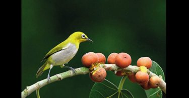 Shrinking forests has an impact on the spread of seeds by birds, revealing studies