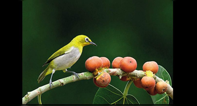 Shrinking forests has an impact on the spread of seeds by birds, revealing studies
