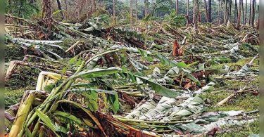 Goa: Emergency personnel in a hurry to clean down trees, road beams