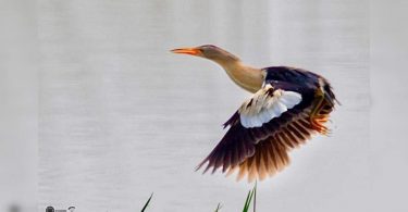 When Bittertern-sweet when Avian visitors click Haryana 'for the first time'