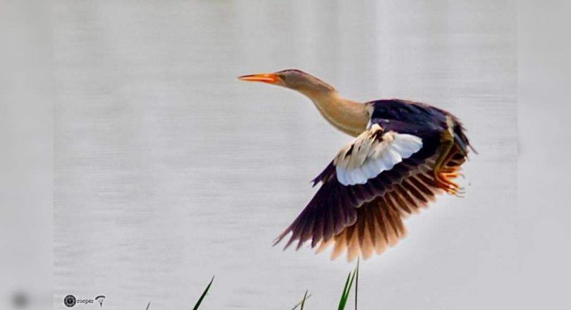 When Bittertern-sweet when Avian visitors click Haryana 'for the first time'