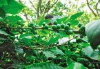 The processing unit in Karnataka is planned for coffee and pepper to plant Sukurga