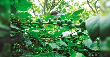 The processing unit in Karnataka is planned for coffee and pepper to plant Sukurga