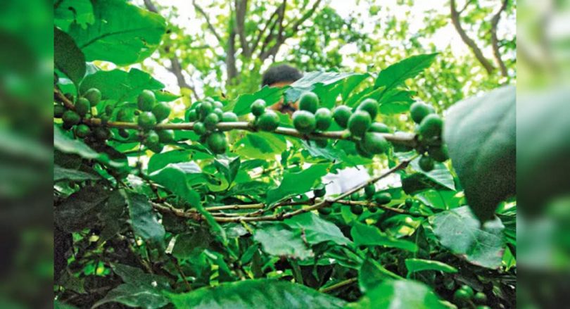 The processing unit in Karnataka is planned for coffee and pepper to plant Sukurga