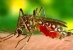 16 Dengue Cases on Patna Set Alarm Bells Ring