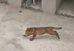 Video: 3 Leopard Cubs Enter College Campus in the Bijnor District
