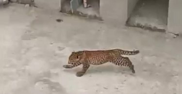 Video: 3 Leopard Cubs Enter College Campus in the Bijnor District