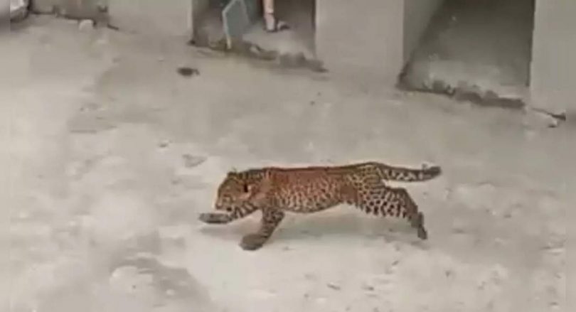 Video: 3 Leopard Cubs Enter College Campus in the Bijnor District