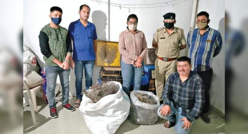 Humans are held to sell sea fans, 862 corals are confiscated