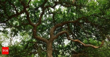 Immediately, cellular applications to help track trees in Gurugram