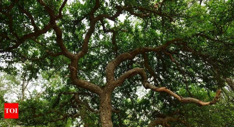 Immediately, cellular applications to help track trees in Gurugram