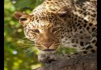 Pune: 3-year seriously injured in a leopard attack on Junnar