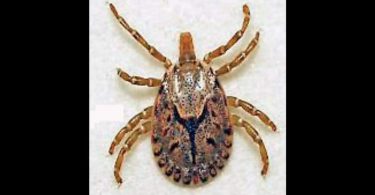 Mathura: Typhus scrub warning as 29 cases found