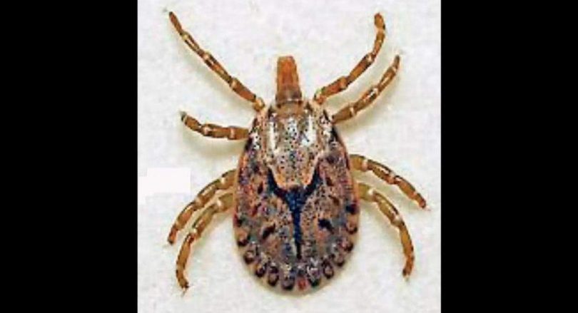 Mathura: Typhus scrub warning as 29 cases found