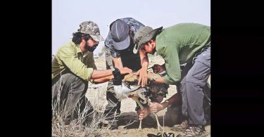 8 gibs tagged satellites take wings in Jaisalmer