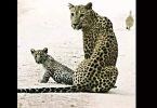 With 44 big cats, leopard booms population at Jhalana