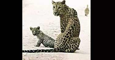 With 44 big cats, leopard booms population at Jhalana