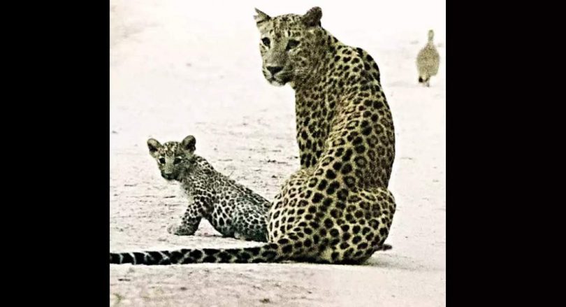 With 44 big cats, leopard booms population at Jhalana