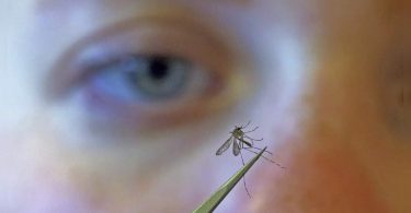 Russia saw the possibility of an increase in the case of this autumn Western Nile Virus