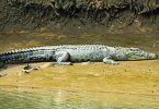 Kendrapara is only a district in India to boast of all 3 crocodile species