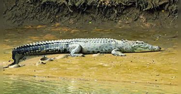 Kendrapara is only a district in India to boast of all 3 crocodile species