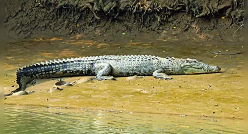 Kendrapara is only a district in India to boast of all 3 crocodile species